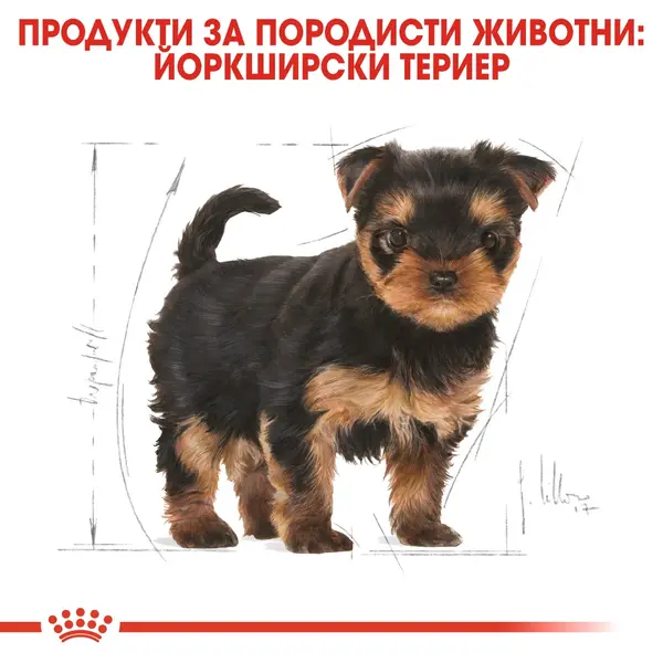 Royal Canin Yorkshire Puppy - за подрастващи кучета порода йоркширски териер на възраст от 2 до 10 месеца