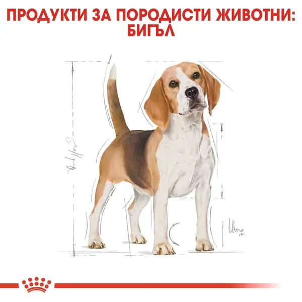 Royal Canin Beagle Adult - за кучета порода бигъл на възраст над 12 месеца - 3 кг.
