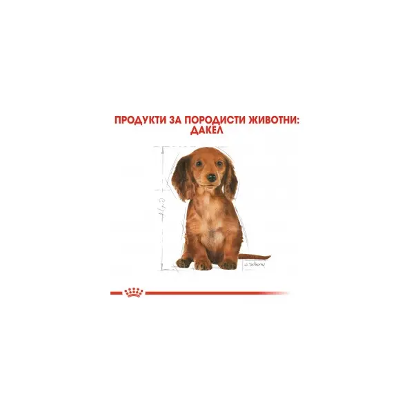Royal Canin Dachshund Puppy - за подрастващи кучета порода дакел от 2 до 10 месечна възраст - 1.5 kg
