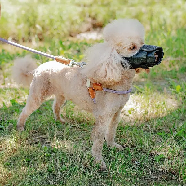 Намордник за Шнауцер, Кокер Шпаньол Ferplast Muzzle Safe Small Black