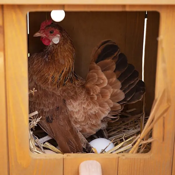 Ferplast HEN HOUSE 30 - дървена къща за дворни птици