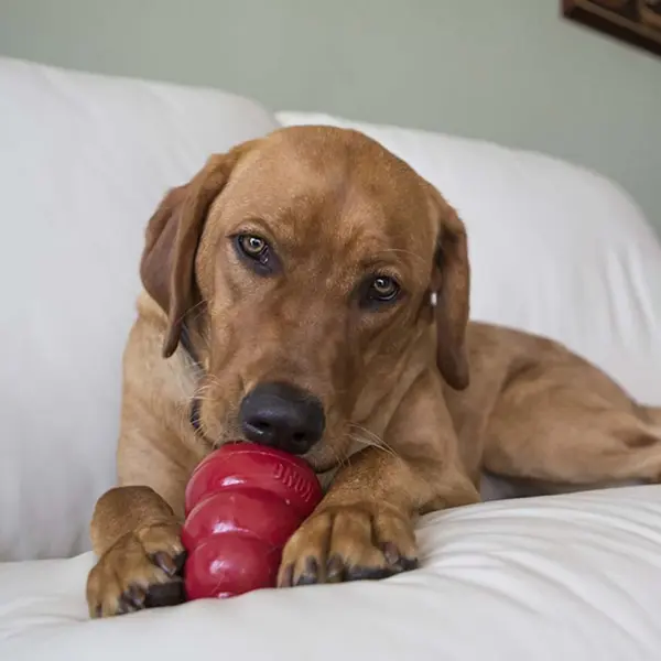 KONG Snacks Liver Large - лакомство с черен дроб - 312 гр