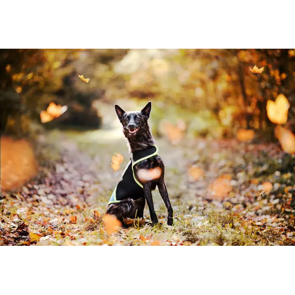 JULIUS-K9 neoprene dog jacket - неопреново яке размер L - дължина 49 см, гръдна обиколка 70-82 см