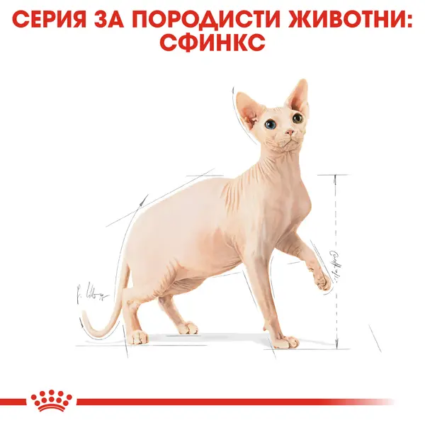 ROYAL CANIN® SPHYNX - пълноценна суха храна за котки сфинкс в зряла възраст над 12 месеца
