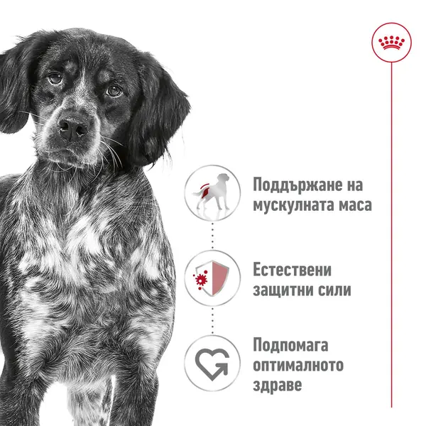 Royal Canin Medium Adult Can - Пълноценна мокра храна за кучета в зряла възраст от средни породи (от 11 до 25кг) - oт 12 месеца до 7 години, консерва 410 гр