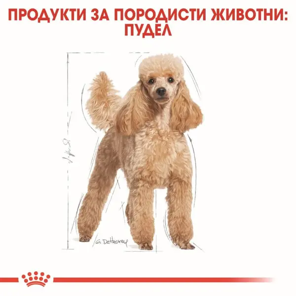 Royal Canin Poodle Pouch - пауч за кучета над 10 месеца от порода пудел 12х85гр