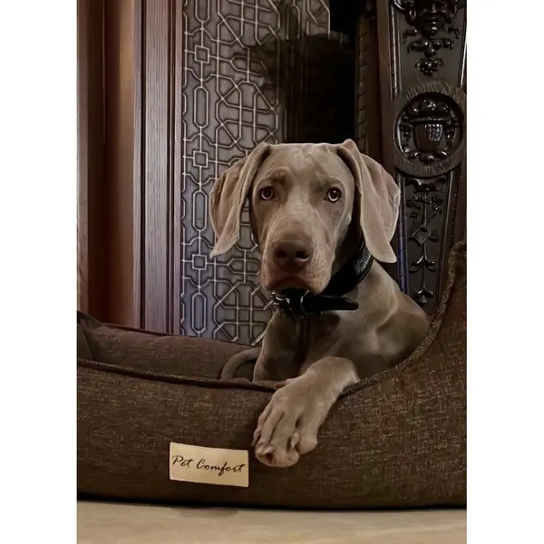Pet Comfort Bravo легло за кучета и котки, с ортопедична пяна, тъмно сиво, S, 75х60 см