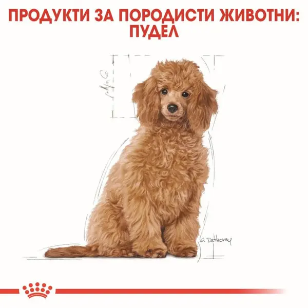 Royal Canin Poodle Puppy - пълноценна суха храна за подрастващи кучета от порода пудел - 500 г