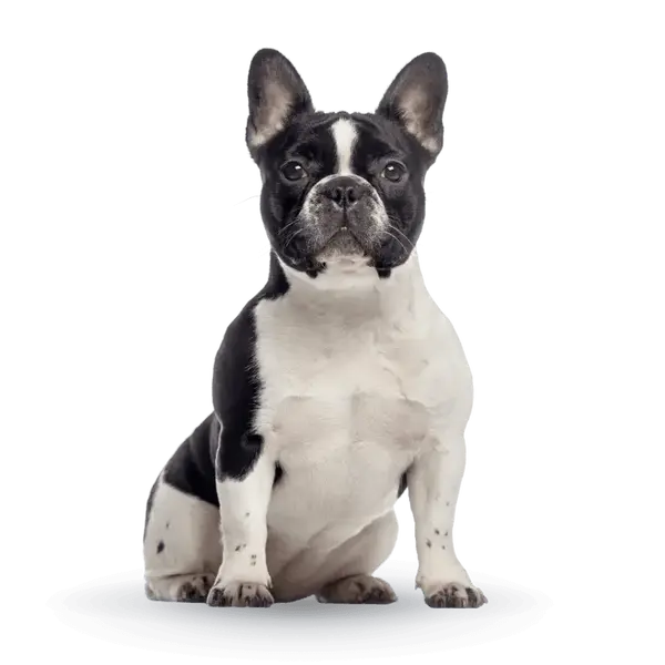 Advance Dog French Bulldog - суха хрна за френски булдог с патешко и ориз - 7.5 кг