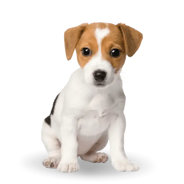Advance Dog Mini Puppy - суха храна за подрастващи кученца от мини породи с пилешко и ориз - 3 кг
