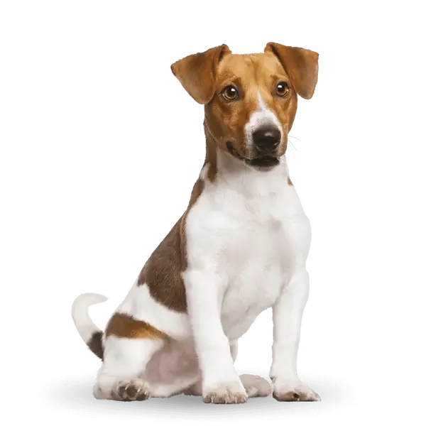 Advance Dog Mini Adult  - суха храна за кучета от мини породи с пилешко и ориз - 3 кг
