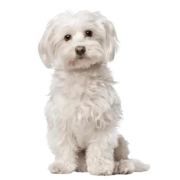 Advance Dog Mini Adult Sensitive - суха храна за кучета от мини и малки породи със сьомга и ориз - 3 кг