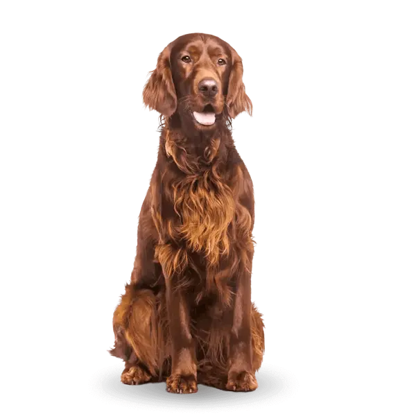 Advance Dog All Breeds Adult Sensitive - Суха храна за кучета с чувствително храносмилане с агнешко и ориз - 12 кг