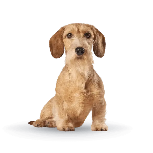 Advance Dog Mini Adult Light - суха храна за кучета от дребни породи, склонни към напълняване, с пилешко и ориз - 3 кг