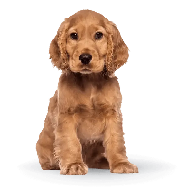 Advance Dog Medium Puppy - суха храна за подрастващи кученца от средни породи с пилешко и ориз - 3 кг