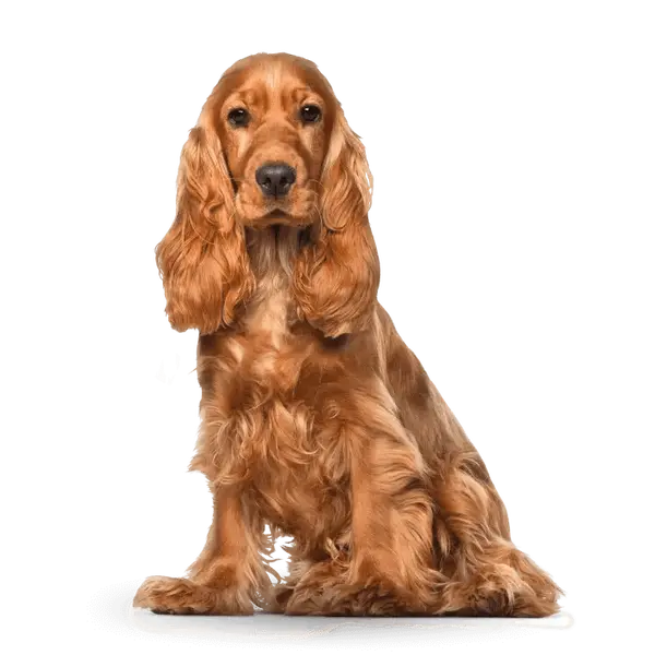 Advance Dog Medium Adult - суха храна за кучета от средни породи с пилешко и ориз - 3 кг