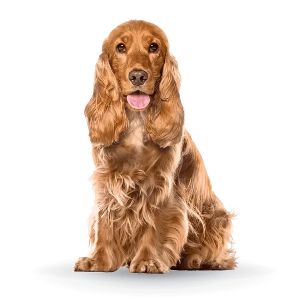 Advance Dog Vitality Senior Medium +7 - суха храна за средни породи кучета на възраст над 7 години с пилешко и ориз - 12 кг