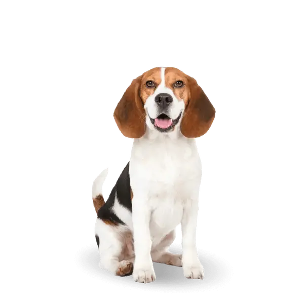 Advance Dog Medium Adult Light - суха храна за кучета от средни породи, склонни към напълняване, с пилешко и ориз - 12 кг