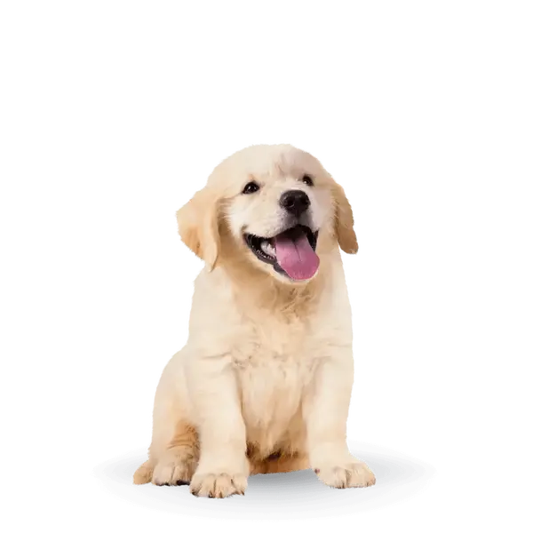 Advance Dog Maxi Puppy - суха храна за подрастващи кученца от едри пилешко и ориз - 3 кг