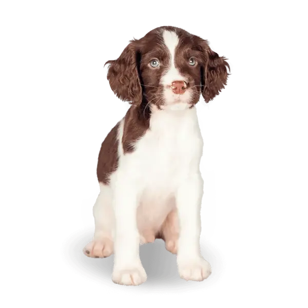 Advance Dog All Breeds Puppy Sensitive  - Суха храна за подрастващи кученца със сьомга и ориз - 3 кг