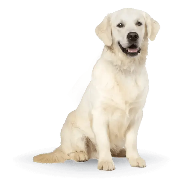 Advance Dog Maxi Adult -  суха храна за кучета от едри породи с пилешко и ориз - 14 кг