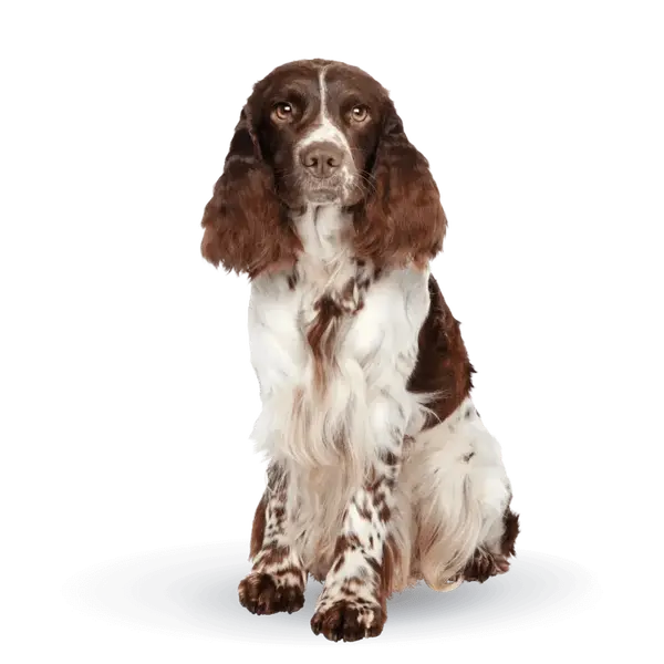 Advance Dog Medium & Maxi Adult Sensitive - Суха храна за кучета от средни и едри породи със сьомга и ориз - 3 кг