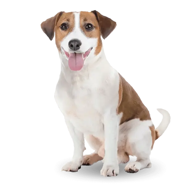 Advance Dog Vitality Senior Mini  +8 - суха храна за мини и малки породи кучета на възраст над 8 години с пилешко и ориз - 3 кг