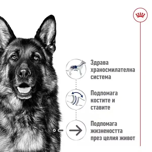 Royal Canin Maxi Ageing 8+ - Пълноценна храна за застаряващи кучета от едри породи над 8 години - 15кг