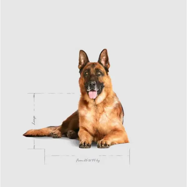 Royal Canin Maxi Ageing 8+ - Пълноценна храна за застаряващи кучета от едри породи над 8 години - 15кг