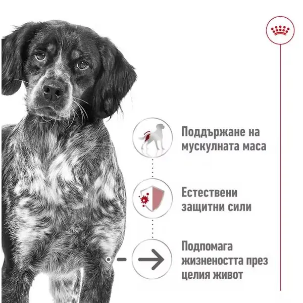 Royal Canin Medium Ageing Pouch - Пълноценна мокра храна за кучета в напреднала възраст от средни породи над 10 години - 10 х 140 гр