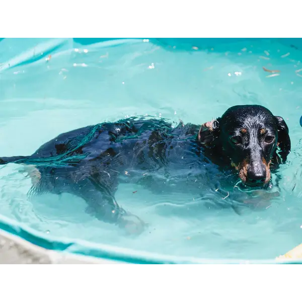 Freedog Non-Slip Pool - Басейн за кучета