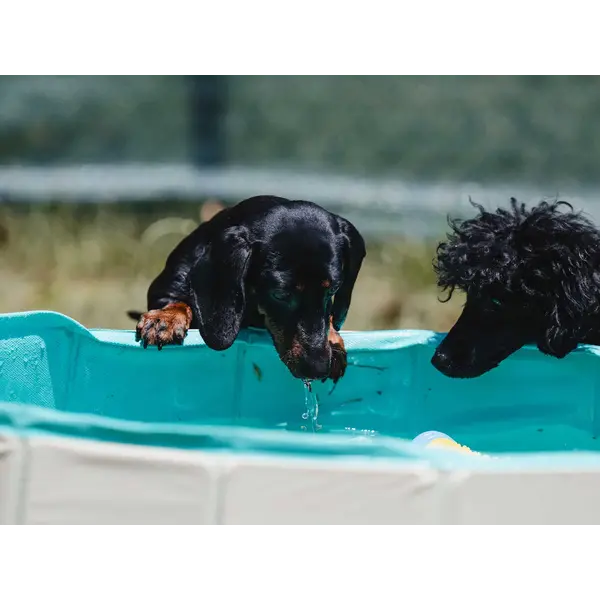 Freedog Non-Slip Pool - Басейн за кучета