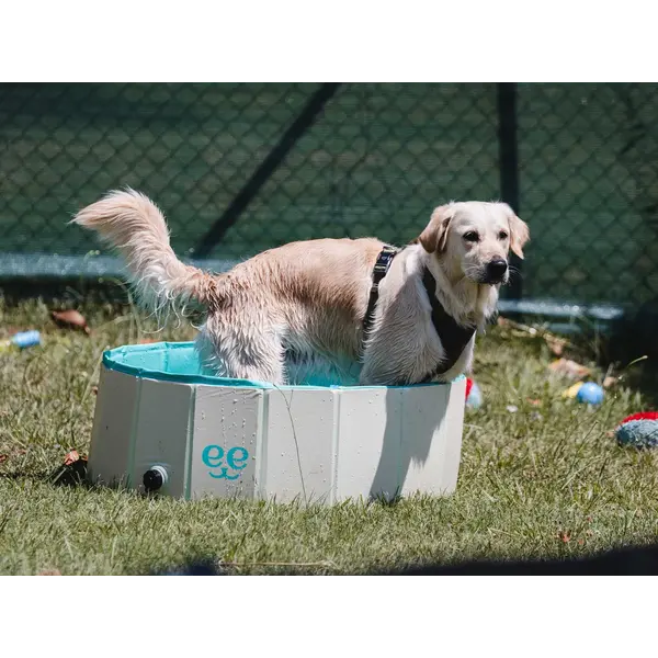 Freedog Non-Slip Pool - Басейн за кучета