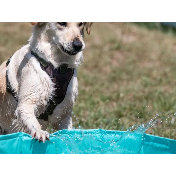 Freedog Non-Slip Pool - Басейн за кучета