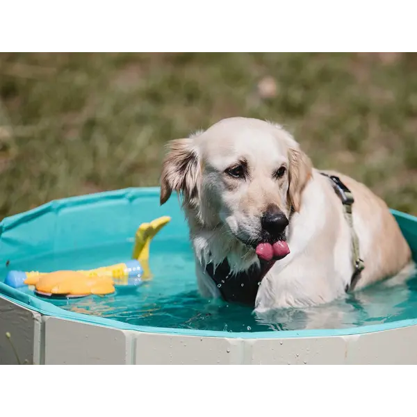Freedog Non-Slip Pool - Басейн за кучета