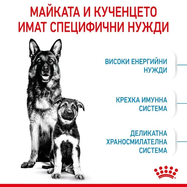 Royal Canin Maxi Starter - суха храна за подрастващи кучета