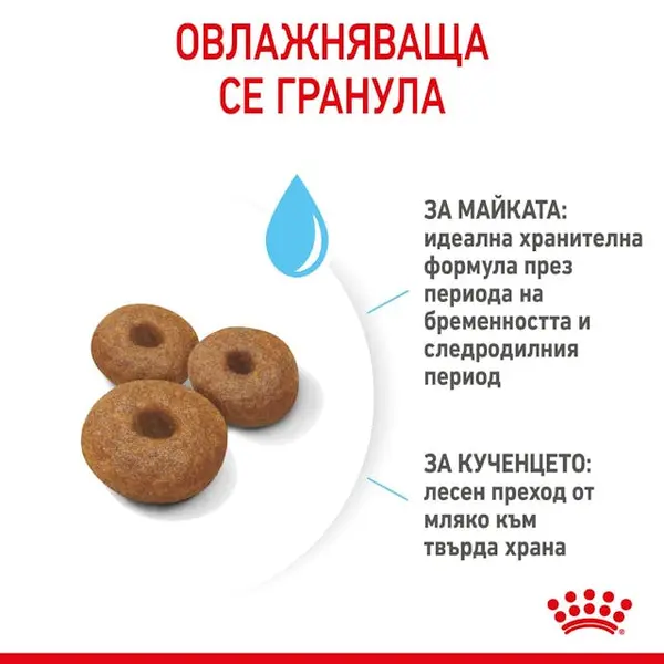Royal Canin Maxi Starter - суха храна за подрастващи кучета