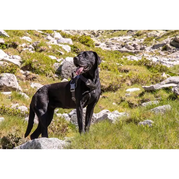 Hurtta Weekend Warrior ECO Harness Raven - Ергономичен нагръдник от еко материали, цвят черен