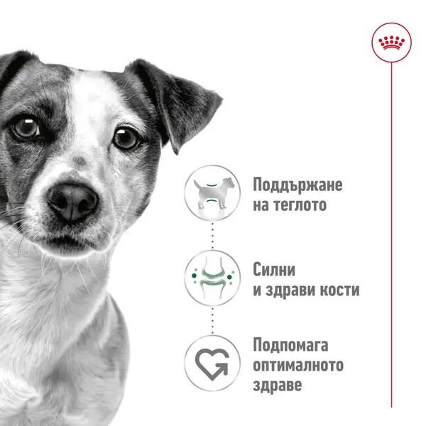 Royal Canin Mini Adult - суха храна за израснали кучета от малките породи, 8 кг + ПОДАРЪК MINI ADULT POUCH 12x85g