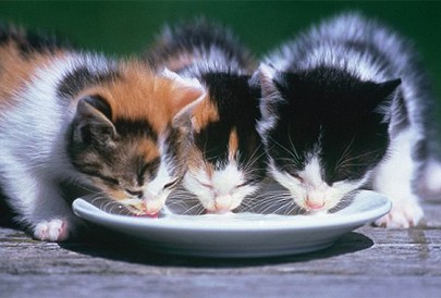 Хранене при отбиване на котенцата