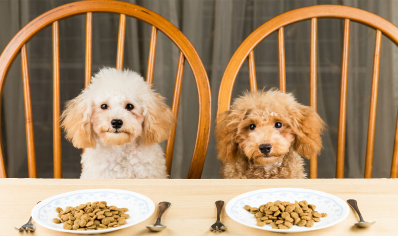 Полезни храни, които можете да давате на кучето си!